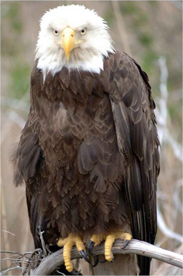 Bald Eagle - USFWS