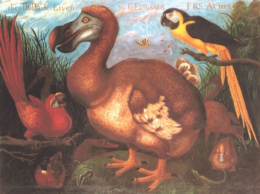 The Dodo - George Edwards, 1759