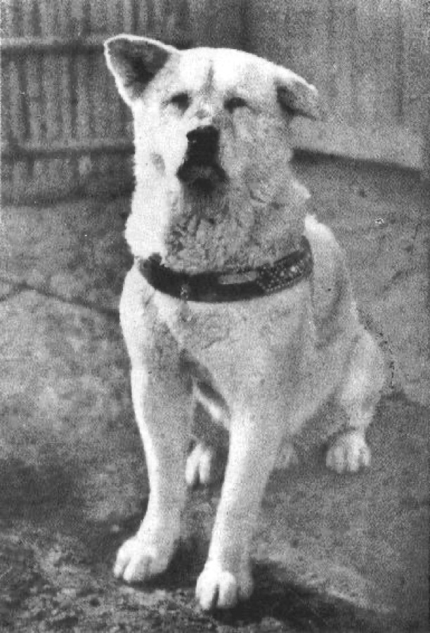 Hachiko - the loyal Akita, c. 1934