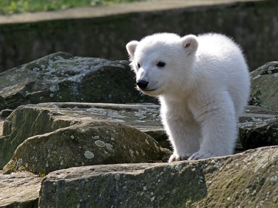 Knut - Berlin Zoo polar bear cub