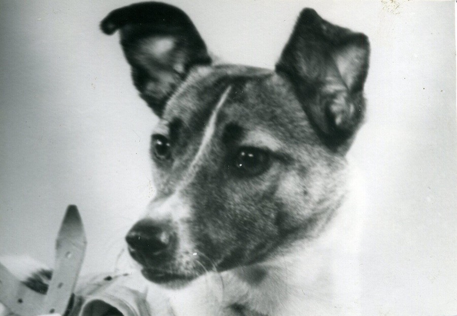 Laika - first animal in orbit, 1957