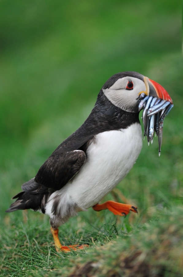 Atlantic Puffin