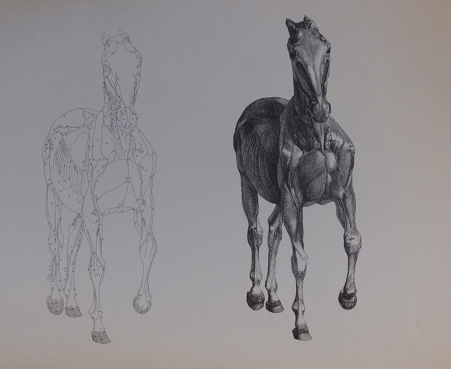 Anatomy of the Horse - George Stubbs, 1766