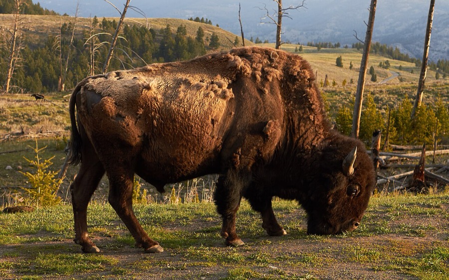 American Bison - Yellowstone National Park